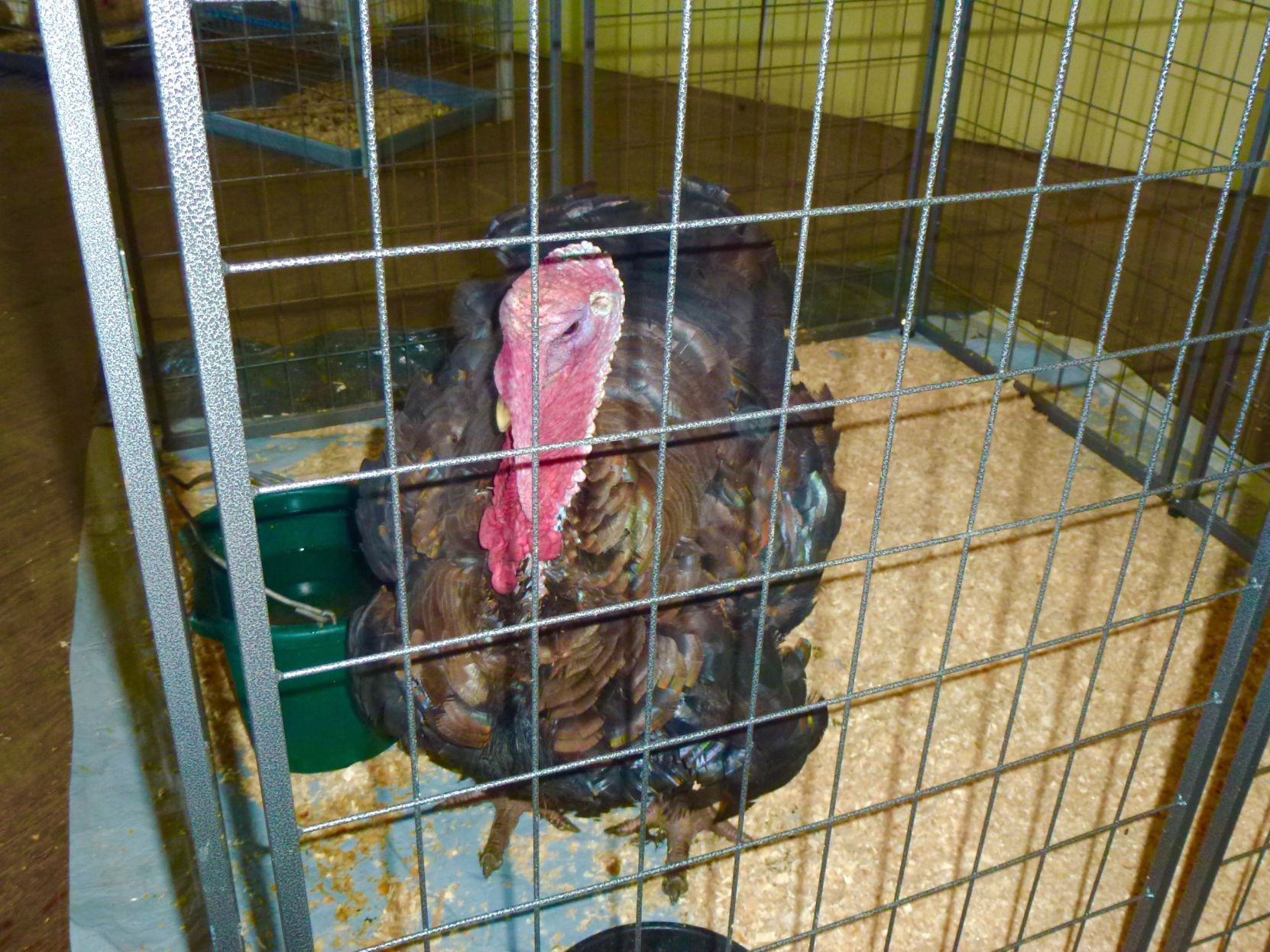 Chicken 6